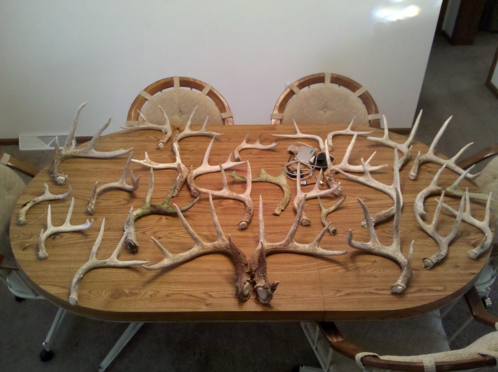 Image of Best Tips for Finding Shed Antlers