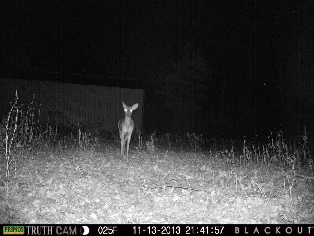 Image of Whitetail Weekly with Deer