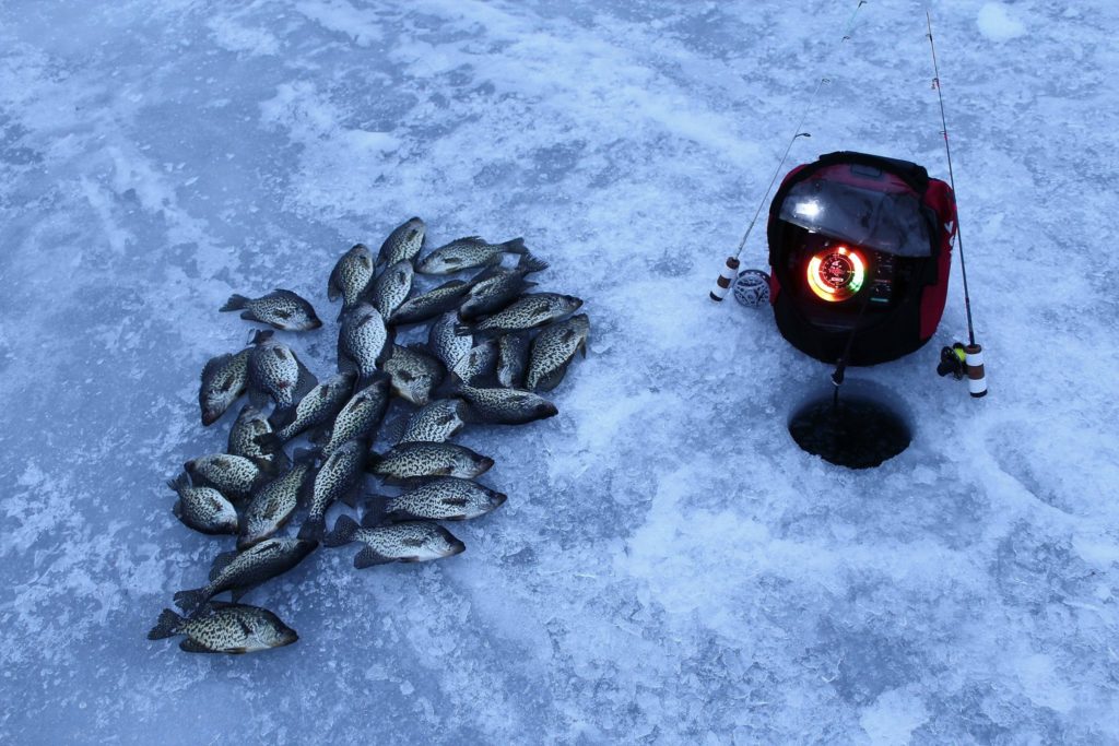 Image of Fishes on the Frozen Ice