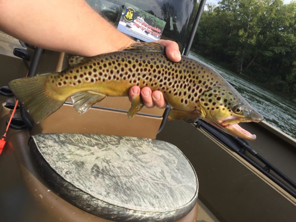 Lake Taneycomo