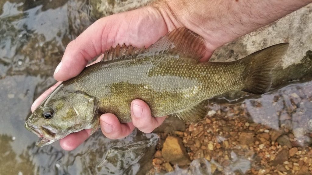 Smallmouth fishing near Joplin, MO