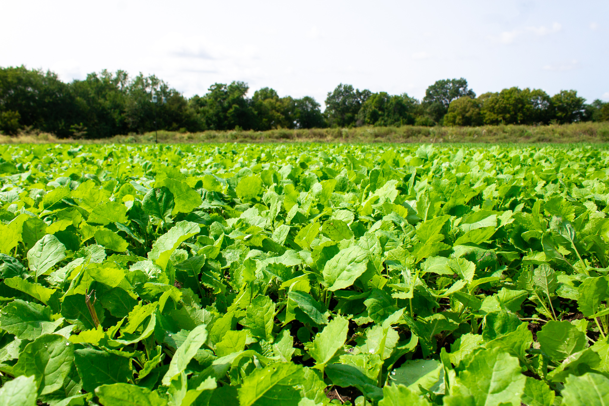 Spot On Food Plots makes your food plots better - Mahoney Outdoors