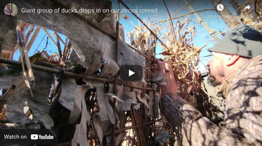 Big flock of ducks during podcast recording