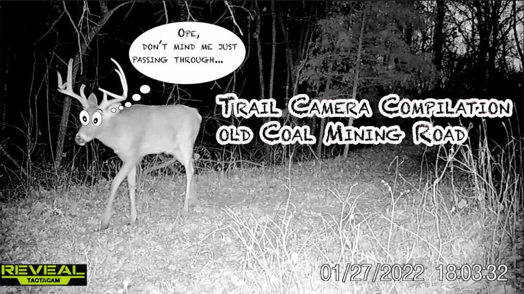 Trail Cam Video Compilation on an Old Coal Mining Road