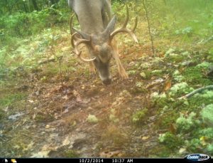 10 pointer at mineral lick