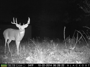 Bucks like this won’t be strictly nocturnal much longer!