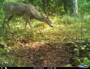 Creating mineral licks allows you to take inventory on bucks like this