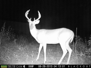 Using trail cams to take inventory of area bucks is crucial to successful scouting in the summer months