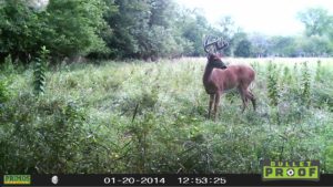 A good buck investigating a mineral block in July