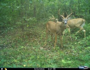 Whitetail Weekly