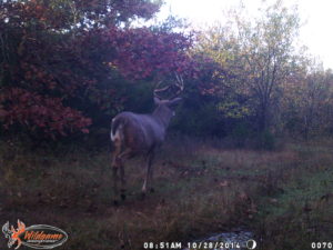 Whitetail Weekly